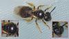 Lasioglossum sp.